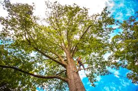 Leaf Removal in Mechanicville, NY