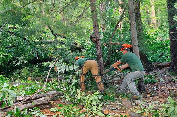 Trusted Mechanicville, NY Tree Care Services Experts